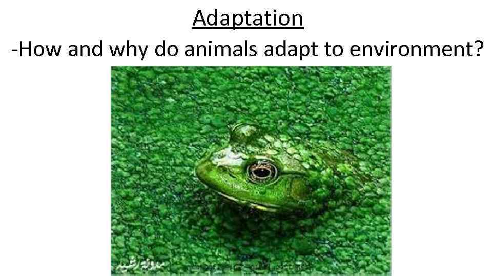 Adaptation -How and why do animals adapt to environment? 