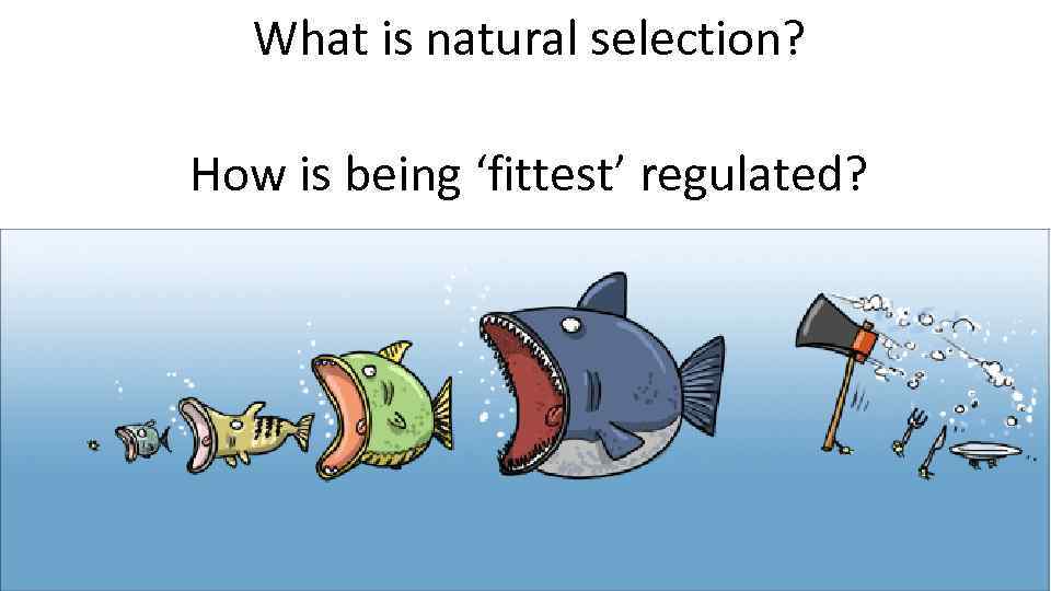 What is natural selection? How is being ‘fittest’ regulated? 