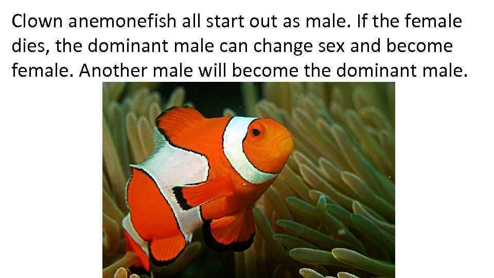 Clown anemonefish all start out as male. If the female dies, the dominant male