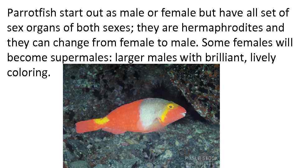 Parrotfish start out as male or female but have all set of sex organs