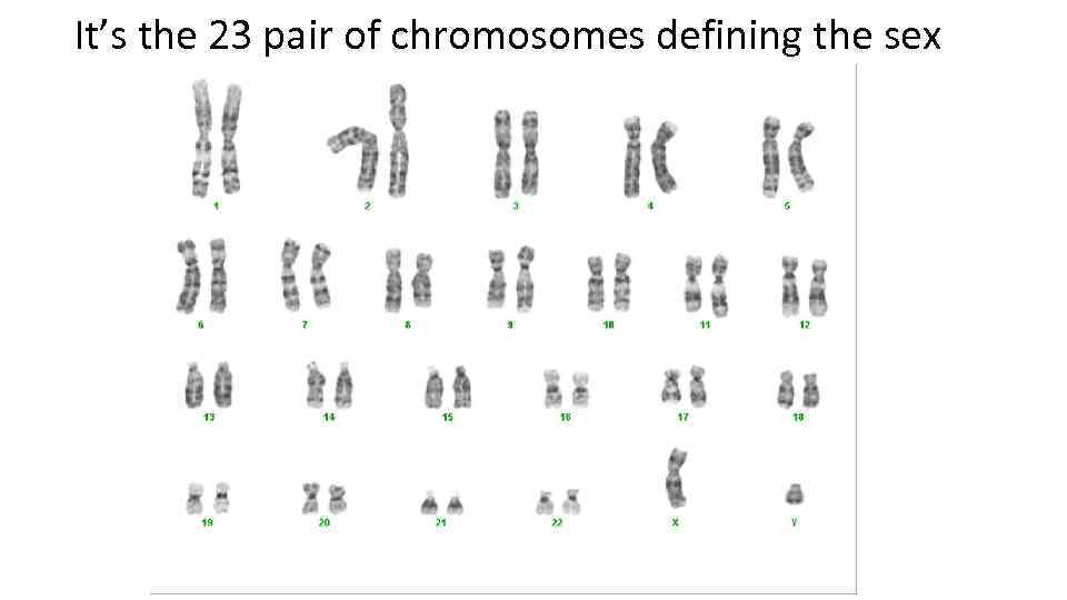 It’s the 23 pair of chromosomes defining the sex 