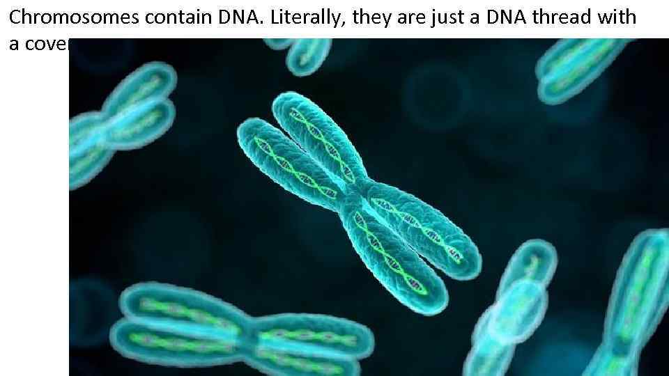 Chromosomes contain DNA. Literally, they are just a DNA thread with a cover 
