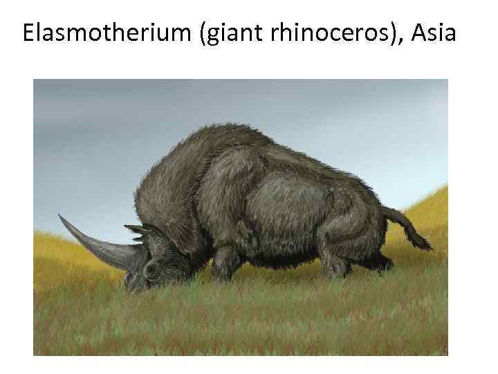 Elasmotherium (giant rhinoceros), Asia 