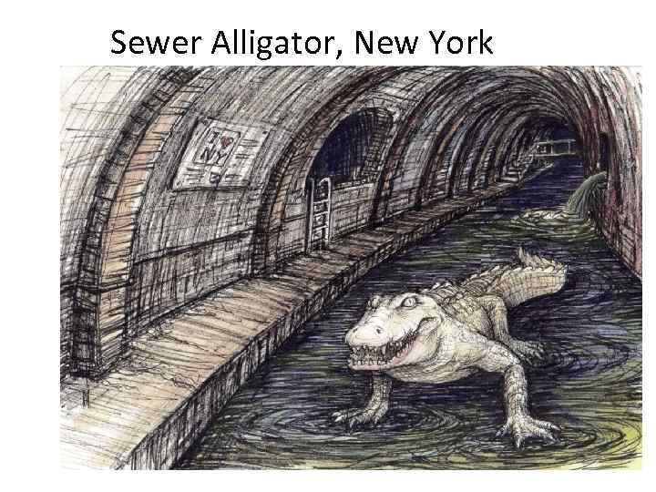 Sewer Alligator, New York 