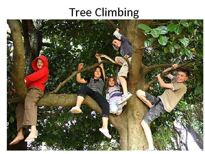 Tree Climbing 