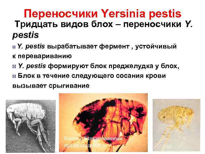 Переносчики Yersinia pestis Тридцать видов блох – переносчики Y. pestis вырабатывает фермент , устойчивый