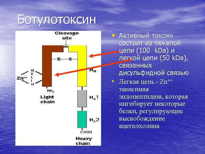 Ботулотоксин • Активный токсин • состоит из тяжелой цепи (100 k. Da) и легкой