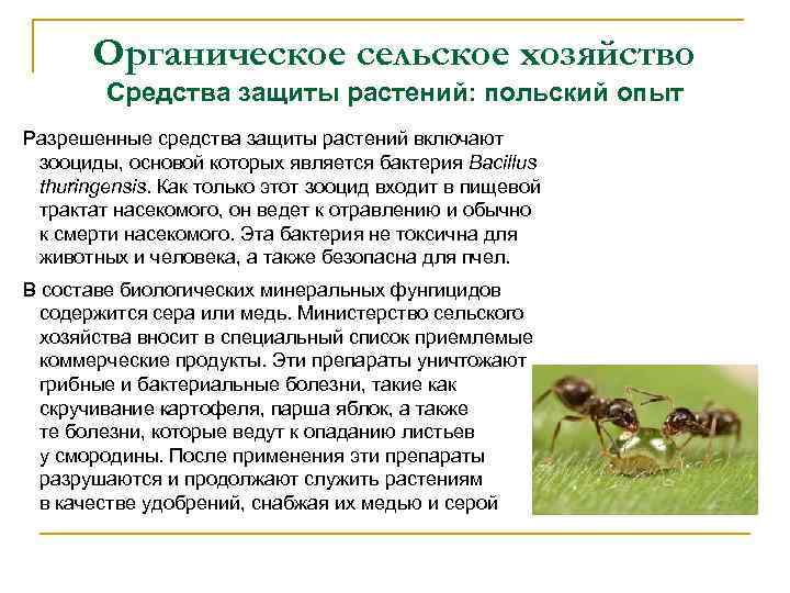 Органическое сельское хозяйство Средства защиты растений: польский опыт Разрешенные средства защиты растений включают зооциды,