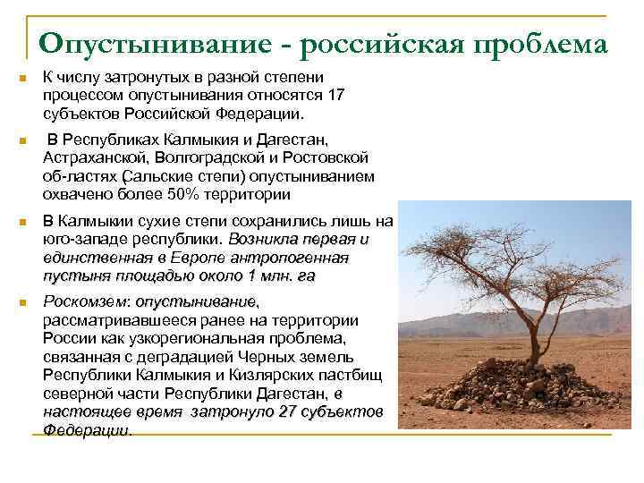 Опустынивание - российская проблема n К числу затронутых в разной степени процессом опустынивания относятся