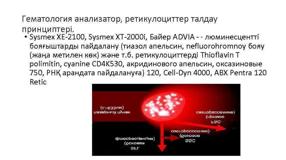 Гематология анализатор, ретикулоциттер талдау принциптері. • Sysmex XE-2100, Sysmex XT-2000 i, Байер ADVIA -