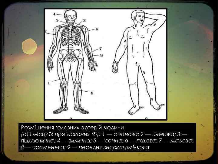 Розміщення головних артерій людини. (а) і місця їх притискання (б): 1 — стегнова; 2