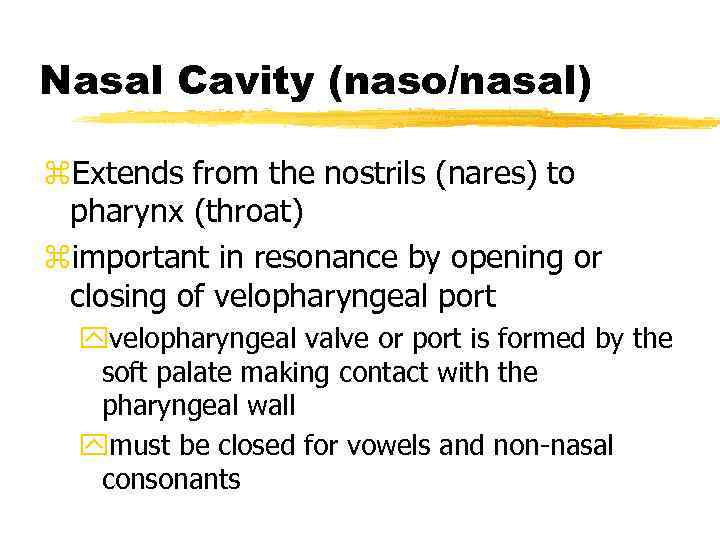 Nasal Cavity (naso/nasal) z. Extends from the nostrils (nares) to pharynx (throat) zimportant in