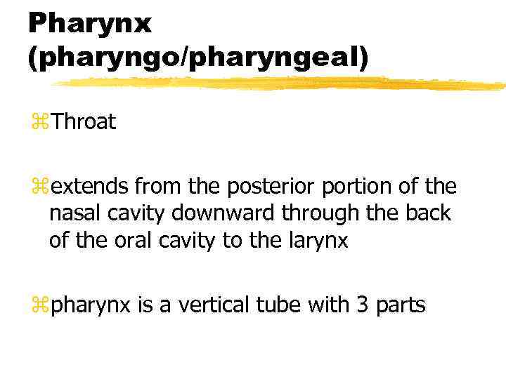 Pharynx (pharyngo/pharyngeal) z. Throat zextends from the posterior portion of the nasal cavity downward