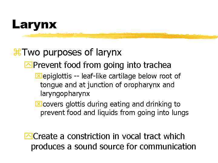 Larynx z. Two purposes of larynx y. Prevent food from going into trachea xepiglottis