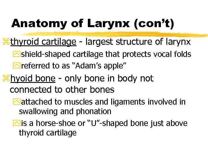 Anatomy of Larynx (con’t) zthyroid cartilage - largest structure of larynx yshield-shaped cartilage that