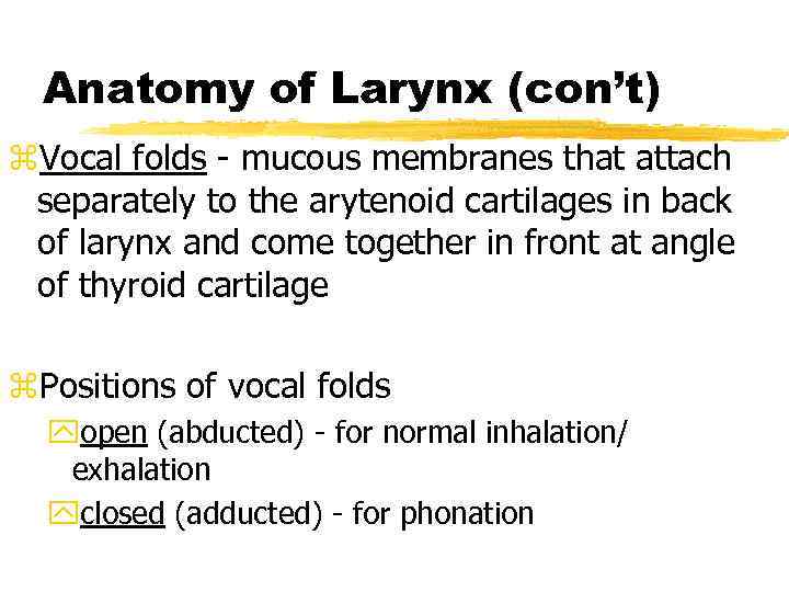 Anatomy of Larynx (con’t) z. Vocal folds - mucous membranes that attach separately to