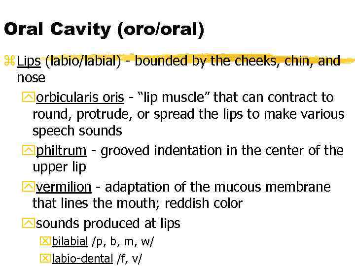 Oral Cavity (oro/oral) z Lips (labio/labial) - bounded by the cheeks, chin, and nose