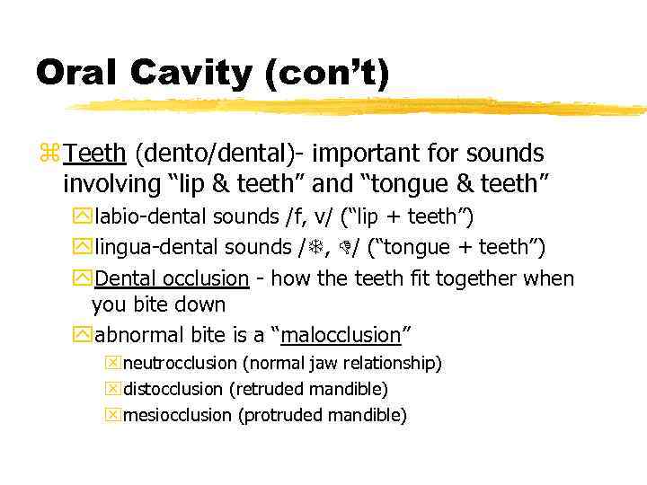 Oral Cavity (con’t) z Teeth (dento/dental)- important for sounds involving “lip & teeth” and