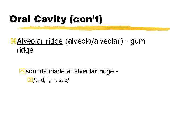 Oral Cavity (con’t) z. Alveolar ridge (alveolo/alveolar) - gum ridge ysounds made at alveolar