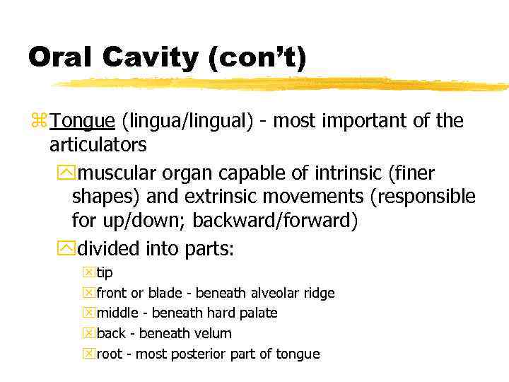 Oral Cavity (con’t) z Tongue (lingua/lingual) - most important of the articulators ymuscular organ