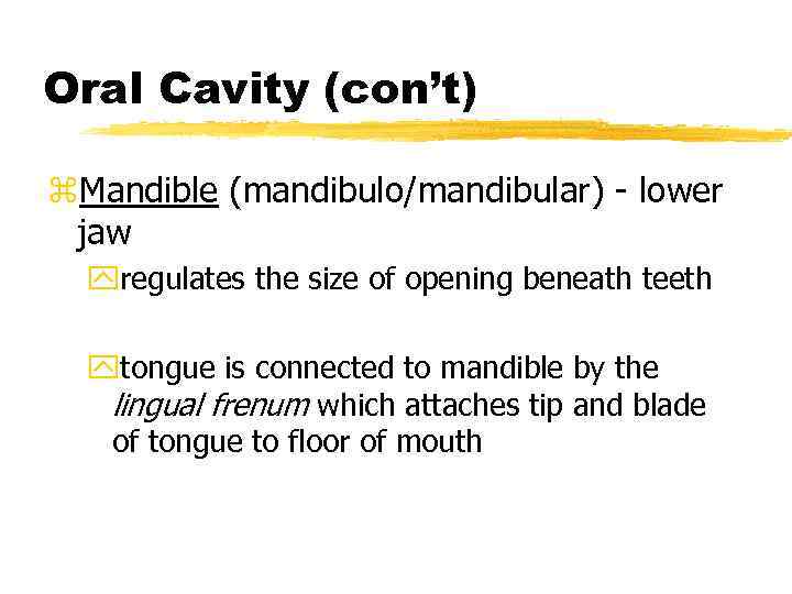 Oral Cavity (con’t) z. Mandible (mandibulo/mandibular) - lower jaw yregulates the size of opening