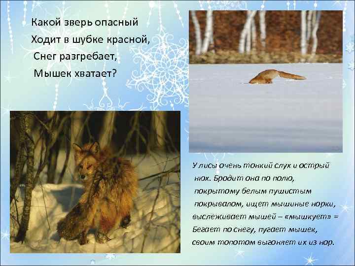 Какой зверь опасный Ходит в шубке красной, Снег разгребает, Мышек хватает? У лисы очень
