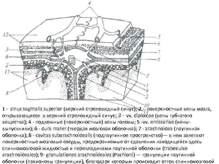 1 sinus sagittalis superior (верхний стреловидный синус); 2 - поверхностные вены мозга, открывающиеся в