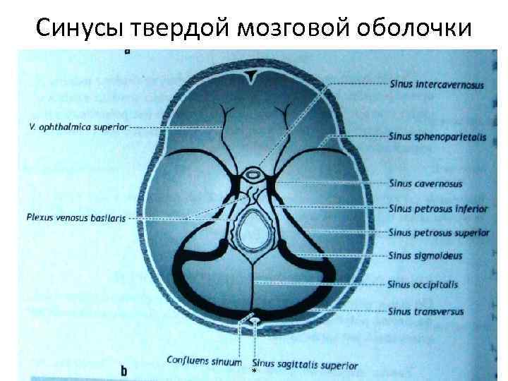 Венечная борозда головки фото