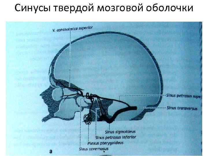 Синусы твердой мозговой оболочки * 