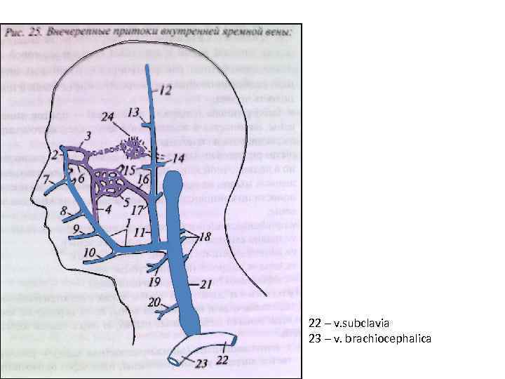 22 – v. subclavia 23 – v. brachiocephalica 