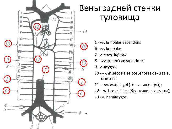 Вены задней стенки туловища 1 vv. lumbales ascendens 6 vv. lumbales 7 - v.