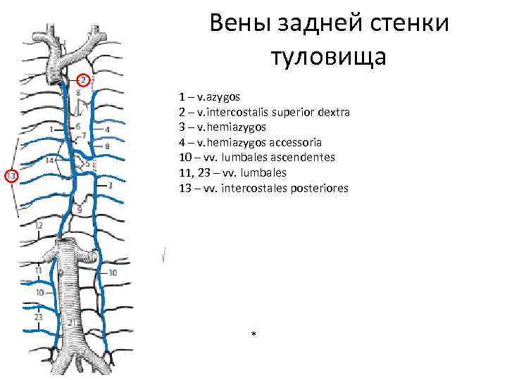 Вены туловища схема