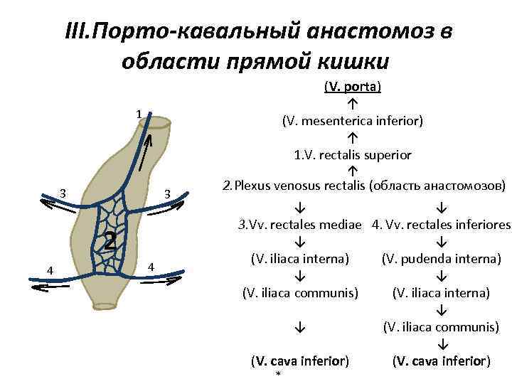 Кавакавальные анастомозы схема