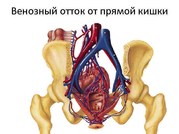 Венозный отток от прямой кишки 