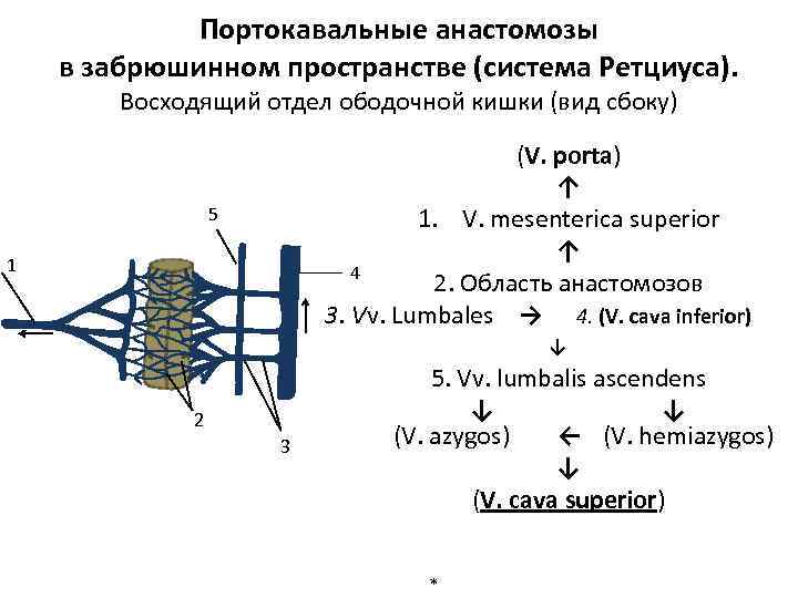 Схема портокавальных анастомозов