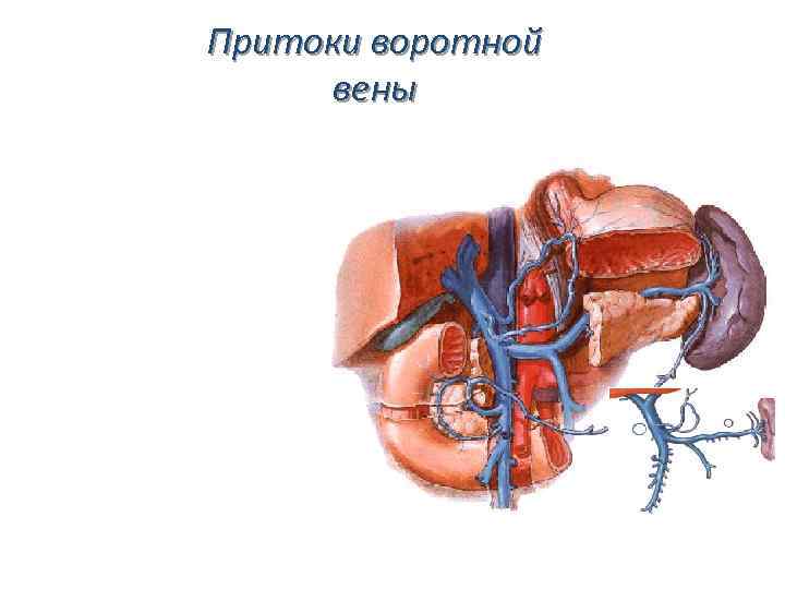 Клапаны нижней полой вены. Вены брюшной полости анатомия. Притоки нижней полой вены.