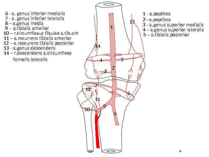 6 - a. genus inferior medialis 7 - a. genus inferior lateralis 8 –