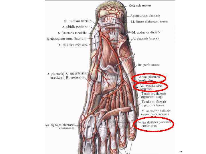 Основные артерии стопы. Кровоснабжение стопы анатомия. Тыльная плюсневая артерия стопы. Тыльные пальцевые артерии стопы. Первая тыльная плюсневая артерия.