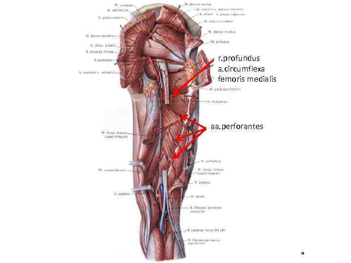 r. profundus a. circumflexa femoris medialis aa. perforantes * 