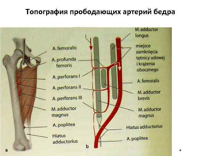 Топография прободающих артерий бедра * 