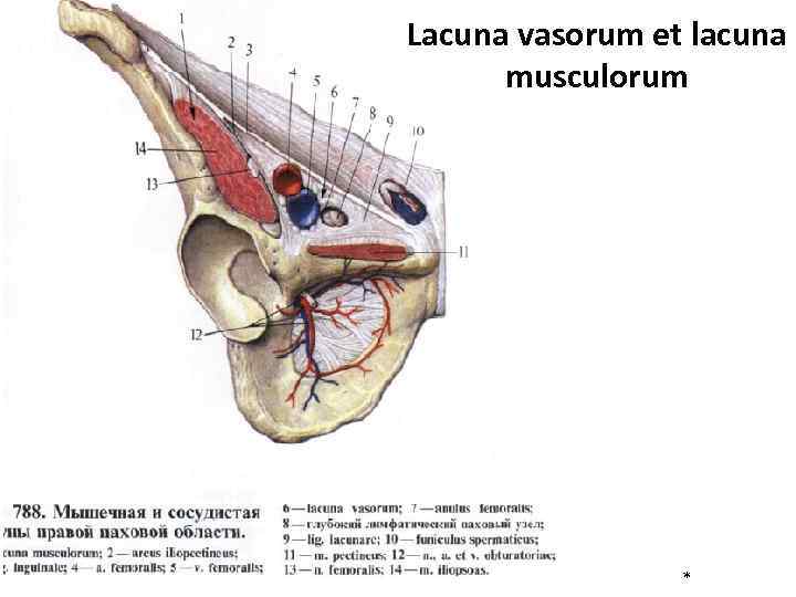 Lacuna vasorum et lacuna musculorum * 