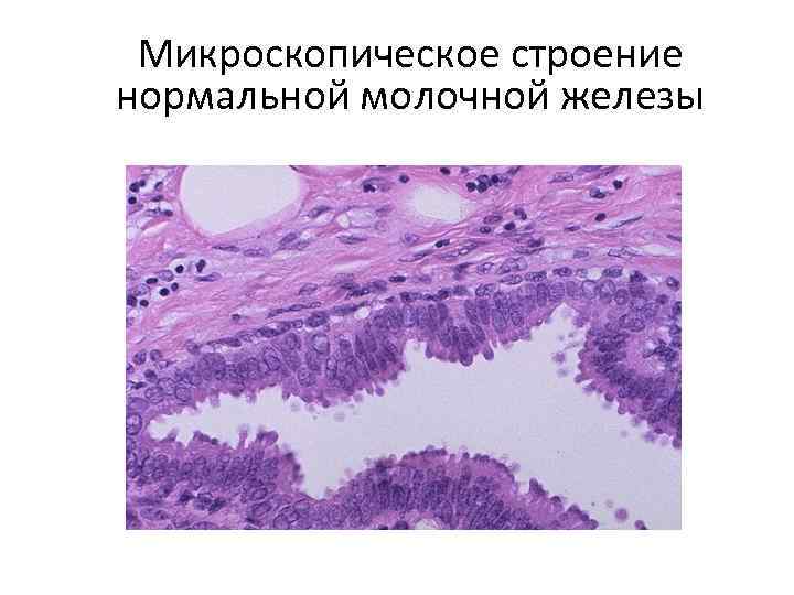 Микроскопическое строение нормальной молочной железы 
