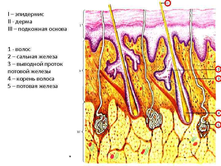 I – эпидермис II - дерма III – подкожная основа 1 - волос 2