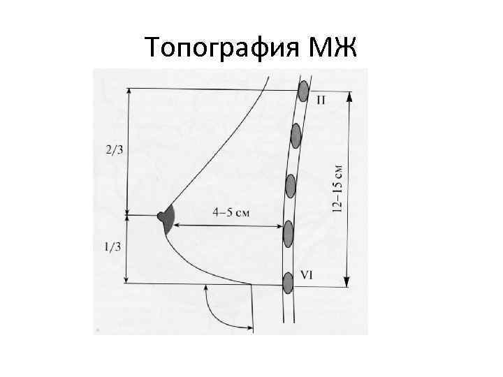 Топография МЖ 