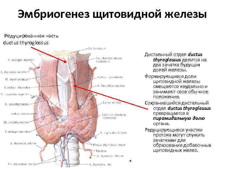 Thyroglossus латынь