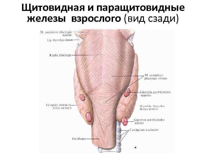 Щитовидная и паращитовидные железы взрослого (вид сзади) * 