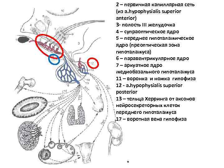 2 – первичная капиллярная сеть (из a. hypophysialis superior anterior) 3 - полость III