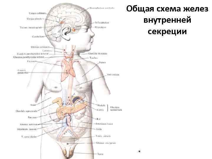 Общая схема желез внутренней секреции * 