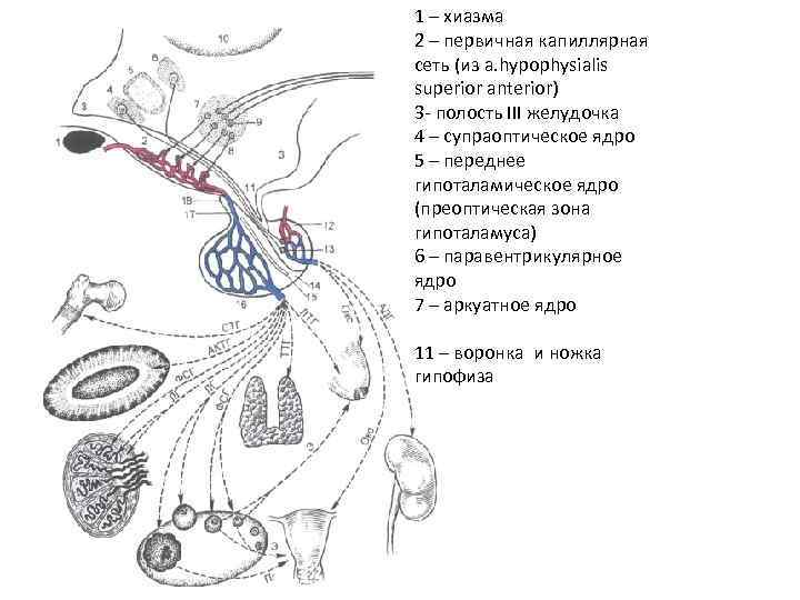 1 – хиазма 2 – первичная капиллярная сеть (из a. hypophysialis superior anterior) 3