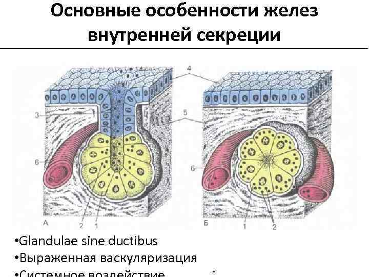 Железы схема